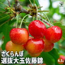【P2倍★マラソン期間中】さくらんぼの苗木 選抜佐藤錦 【果樹の苗木 4.5号ポット/1個売り】さくらんぼ苗 さくらんぼの苗 サクランボ苗 サクランボの苗木 チ...