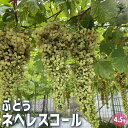 【P2倍★マラソン期間中】ぶどうの苗 ネヘレスコール 【果樹の苗木 4.5号ポット/1個売り】ぶどう苗 ブドウ苗 葡萄苗 ぶどうの苗木 果樹苗 果樹 果物 くだ...