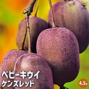 【P2倍★マラソン期間中】ベビーキウイの苗木 ケンズレッド 【果樹の苗木 4.5号ポット/1個売り】果樹苗 果樹の苗 苗木 雄木 家庭菜園 栽培 ガーデニング