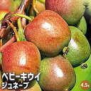 【P2倍★マラソン期間中】ベビーキウイの苗木 ジュネーブ 【果樹の苗木 4.5号ポット/1個売り】果樹苗 果樹の苗 苗木 雄木 家庭菜園 栽培 ガーデニング