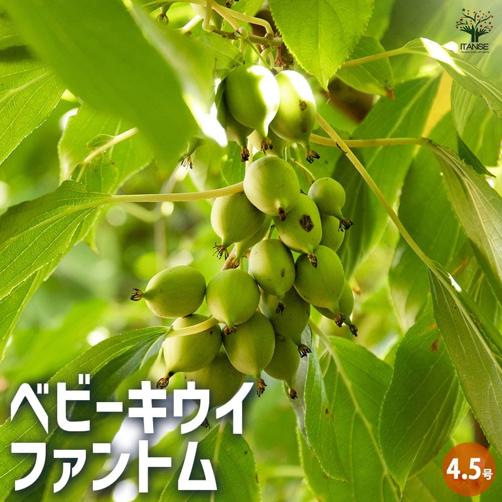 ̵ۥ٥ӡ եȥ ̼ 4.5ݥå 1 ̼ ̼  ͺ ڱ  ǥ˥ ̵ ¨Ǽ