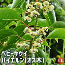 【送料無料】ベビーキウイの苗木 バイエルン ( オス ) 果樹の苗木 4.5号ポット 1個売り 果樹苗 果樹の苗 苗木 雄木 家庭菜園 栽培 ガーデニング 送料無料 即納