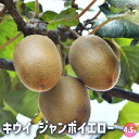【送料無料】キウイの苗木 ジャンボイエロー 果樹の苗木 4.5号ポット 1個売り 果樹苗 果樹の苗 苗木 雄木 家庭菜園 栽培 ガーデニング 送料無料 即納