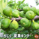 【P2倍★マラソン中】 イチジクの苗木 夏果キング 果樹の苗木 4.5号ポット 1個売り イチジク苗 イチジク苗木 イチジクの苗 無花果 果樹苗 果樹 果物 くだもの 栽培 ガーデニング 家庭菜園 鉢植え 庭植え 送料無料 即納