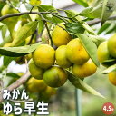 【P2倍★マラソン期間中】みかんの苗木 ゆら早生 【果樹の苗木 4.5号ポット/1個売り】ミカン苗 シンボルツリー 記念樹 路地植え