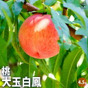 ITANSE 桃の苗木 大玉白鳳 果樹の苗木 4.5号ポット 1個売り モモ苗 モモの苗 もも苗 ももの苗木 桃の苗 桃苗 李の苗 ガーデニング 家庭菜園 送料...
