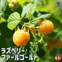 【送料無料】ラズベリーの苗木 ファールゴールド 果樹の苗木 4.5号ポット 1個売り ラズベリー苗 木苺 木いちご 木イチゴ キイチゴ ガーデニング 鉢植え 送料無料 即納