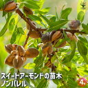 【P2倍★マラソン期間中】スイートアーモンド ノンパレル 【果樹の苗木 4号ポット/1個売り】アーモンドの苗木 アーモンドの木 オイル ヘーゼルナッツ ナッツ ...