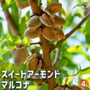 【P2倍★マラソン期間中】スイートアーモンド マルコナ 【果樹の苗木 4号ポット/1個売り】アーモンドの苗木 アーモンドの木 オイル ヘーゼルナッツ ナッツ ク...