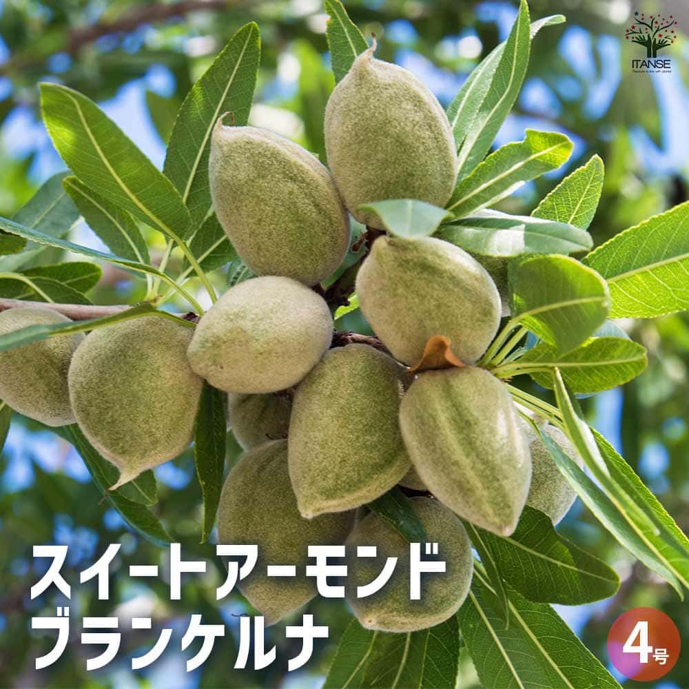 楽天市場】マカダミアナッツ苗木の通販 楽天市場】マカダミアナッツ苗木の通販