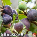 【P2倍★マラソン期間中】イチジクの苗木 久留米いちじく【果樹の苗 12cmポット苗】くろあま ばさろ くろみつ イチジク苗 イチジク苗木 イチジクの苗 無花果...