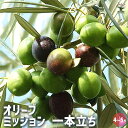 【P2倍★マラソン期間中】オリーブ ミッション 1本立ち 【 果樹の苗木 4号/1個売り 】 オリーブの実 植木 シンボルツリー 食用 苗