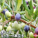 【P2倍★マラソン期間中】オリーブ ルッカ 1本立ち 【 果樹の苗木 4号/1個売り 】 オリーブの実 植木 シンボルツリー 食用 苗