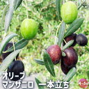 【P2倍★マラソン期間中】オリーブ マンザニロ 1本立ち 【 果樹の苗木 4号/1個売り 】 オリーブの実 植木 シンボルツリー 食用 苗