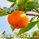 【P2倍★マラソン期間中】柿の苗木 ジャンボ富有(大玉富有) 【 果樹の苗木 4号/1個売り 】 柿苗 柿の苗 柿の木 柿の苗木 かきの苗 カキの苗 黒柿 黒実...