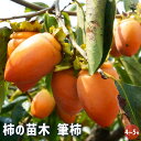 【P2倍★マラソン期間中】柿の苗木 筆柿 【 果樹の苗木 4号/1個売り 】 柿苗 柿の苗 柿の木 柿の苗木 かきの苗 カキの苗 黒柿 黒実柿 ガーデニング 家...