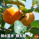 【P2倍★マラソン期間中】柿の苗木 輝太郎 【 果樹の苗木 4号/1個売り 】 柿苗 柿の苗 柿の木 柿の苗木 かきの苗 カキの苗 黒柿 黒実柿 ガーデニング ...