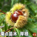 【P2倍★マラソン期間中】栗の苗木 岸根 【 果樹の苗木 4号/1個売り 】 栗苗 栗の苗 栗の木 くりの苗 クリの苗 くりの苗木 ブナ科 クリ属 マロン スイ...