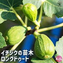 【P2倍★マラソン期間中】イチジク ロングドゥート 【 果樹の苗木 4号/1個売り 】 果樹苗 イチジクの苗イチジク いちじく