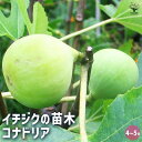 【P2倍★マラソン期間中】イチジク コナドリア 【 果樹の苗木 4号/1個売り 】 果樹苗 イチジクの苗イチジク いちじく