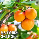 【P2倍★マラソン期間中】あんずの苗木 ゴールドコット 【 果樹の苗木 4号/1個売り 】 アンズ苗 アンズの苗 あんず苗 アンズの苗木 あんずの苗 杏苗 杏の...