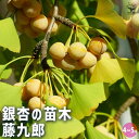 【P2倍★マラソン期間中】銀杏の苗木 藤九郎 【 果樹の苗木 4号/1個売り 】 ぎんなん いちょう ギンナン イチョウ 公孫樹 こうそんじゅ 鴨脚樹 イーチャ...