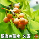 【P2倍★マラソン期間中】銀杏の苗木 久寿 【 果樹の苗木 4号/1個売り 】 ぎんなん いちょう ギンナン イチョウ 公孫樹 こうそんじゅ 鴨脚樹 イーチャオ...
