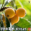 【P2倍★マラソン期間中】枇杷(びわ)の苗木 なつたより 【 果樹の苗木 4号/1個売り 】 ビワ苗 ビワの苗 ビワの苗木 ビワ苗木 枇杷苗 枇杷苗木 びわ苗 ...