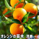 【P2倍★マラソン期間中】清美オレンジ 【 果樹の苗木 4号/1個売り 】 みかん ミカン おれんじ オレンジ 果樹園 柑橘 果樹苗 果樹の苗 果樹 苗 自家結...