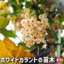 【P2倍★マラソン期間中】カシスの苗木 ホワイトカラント 【 果樹の苗木 4号/1個売り 】 カシス苗 カシスの苗 スグリ レッドカーラント かしす苗 かしすの...