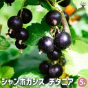 【P2倍★マラソン期間中】カシスの苗木 ジャンボカシス チタニア 【 果樹の苗木 5号/1個売り 】 カシス苗 カシスの苗 スグリ レッドカーラント かしす苗 ...