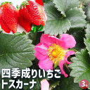 【P2倍★マラソン期間中】いちごの苗 四季成りいちご トスカーナ 【 野菜の苗 3号 】 イチゴ苗 イチゴの苗 苺苗 苺の苗 甘い 美味しい 糖度 ストロベリー...