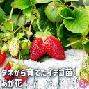 【P2倍★マラソン期間中】いちごの苗 タネから育てたイチゴ苗 あか花 【 野菜の苗 3号 】 イチゴ苗 イチゴの苗 苺苗 苺の苗 甘い 美味しい 糖度 ストロベ...