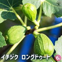 【P2倍★マラソン期間中】イチジク ロングドゥート 【 果樹の苗木 6号/1個売り 】 果樹苗 イチジクの苗イチジク いちじく