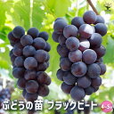 【P2倍★マラソン期間中】ぶどうの苗 ブラックビート 【 果樹の苗木 5号/1個売り 】 ぶどう苗 ブドウ苗 葡萄苗 ぶどうの苗木 果樹苗 果樹 果物 くだもの...