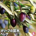 ITANSE オリーブ ヘレナ 果樹の苗木 8号 1個売り オリーブの実 植木 シンボルツリー 食用 苗 送料無料 即納