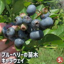【P2倍★マラソン期間中】ブルーベリー キャラウェイ 【 果樹の苗木 5号/1個売り 】 果樹 果樹苗 果樹の苗 フルーツ 果物 ベリー