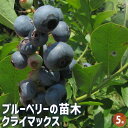 【P2倍★マラソン期間中】ブルーベリー クライマックス 【 果樹の苗木 5号/1個売り 】 果樹 果樹苗 果樹の苗 フルーツ 果物 ベリー