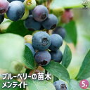 【P2倍★マラソン期間中】ブルーベリー メンデイト 【 果樹の苗木 5号/1個売り 】 果樹 果樹苗 果樹の苗 フルーツ 果物 ベリー
