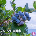 【P2倍★マラソン期間中】ブルーベリー プレミア 【 果樹の苗木 5号/1個売り 】 果樹 果樹苗 果樹の苗 フルーツ 果物 ベリー