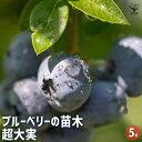 【P2倍★マラソン期間中】ブルーベリー 超大実 【 果樹の苗木 5号/1個売り 】 果樹 果樹苗 果樹の苗 フルーツ 果物 ベリー