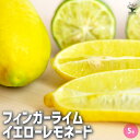 【P2倍★マラソン期間中】フィンガーライム イエローレモネード 【 果樹の苗木 5号/1個売り 】 キャビアライム キャビア ライム 果樹苗 果樹 果物 くだも...