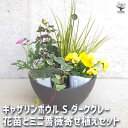 【P2倍★マラソン期間中】ギャザリン ボウル ダークグレー 【資材 Sサイズ 季節の花苗&カラーリーフ寄せ植え風 投げ込みAセット】プラスチック 寄せ植え コン...