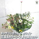 【P2倍★マラソン期間中】ギャザリン ボウル ホワイト 【資材 Sサイズ 季節の花苗&カラーリーフ寄せ植え風 投げ込みBセット】プラスチック 寄せ植え コンパク...