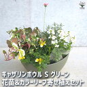【P2倍★マラソン期間中】ギャザリン ボウル グリーン 【資材 Sサイズ 季節の花苗&カラーリーフ寄せ植え風 投げ込みBセット】プラスチック 寄せ植え コンパク...