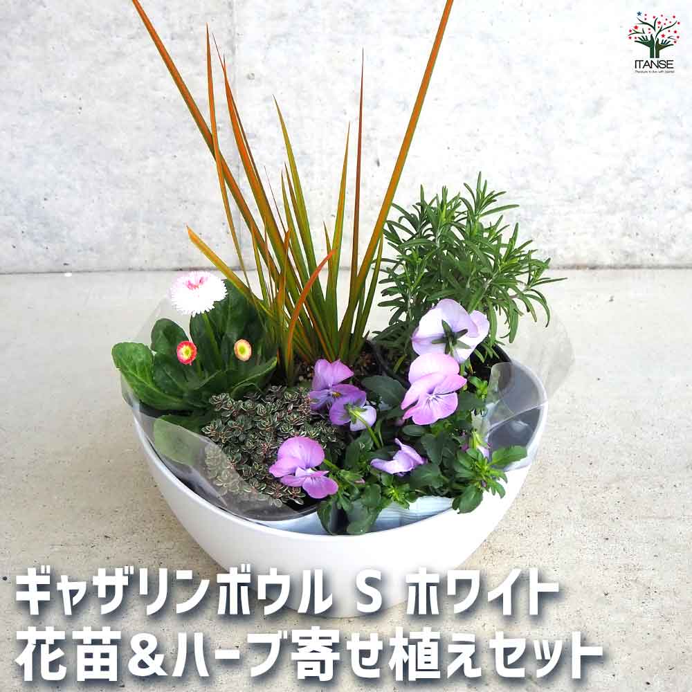 【P2倍★マラソン中】 ギャザリン ボウル ホワイト 資材 Sサイズ 季節の花苗＆カラーリーフ寄せ植