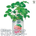 【P2倍★マラソン期間中】栽培セット グリーンカン ワイルドストロベリー 【1個売り】簡単キット 栽培キット お手軽ガーデニング
