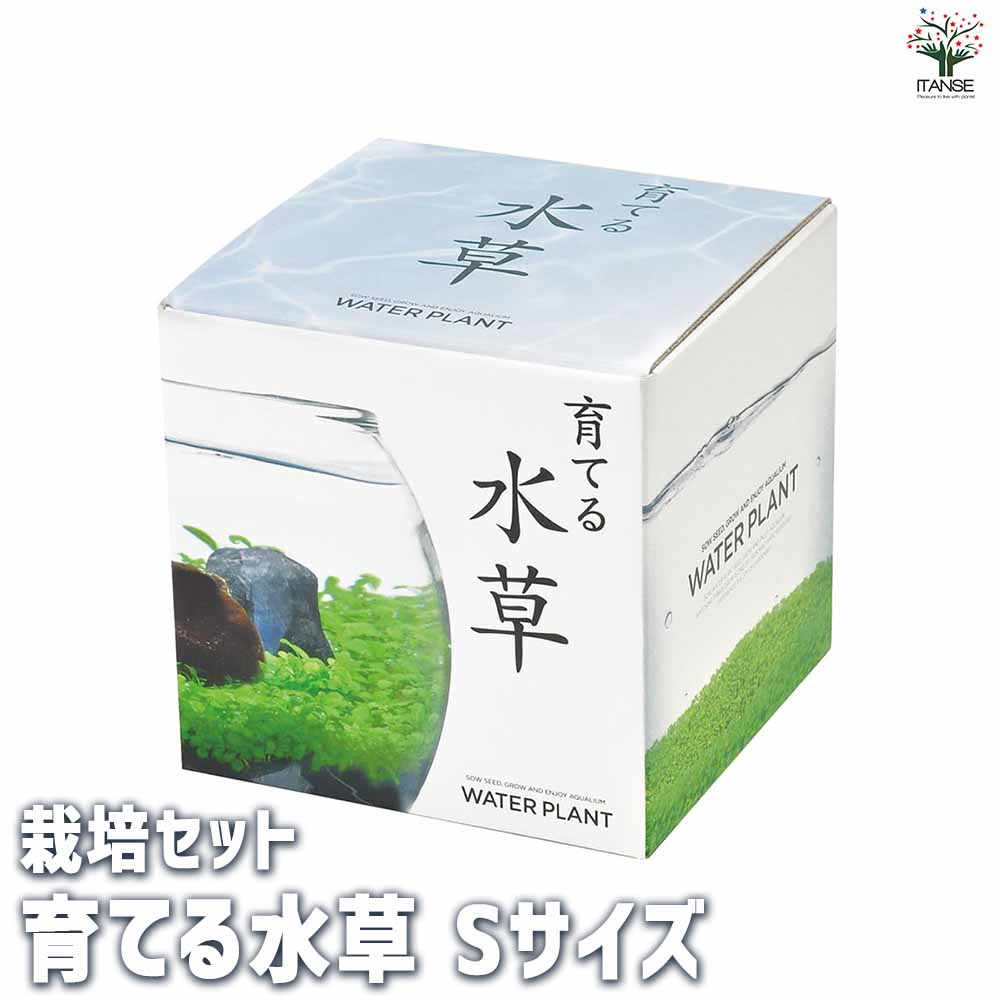 【送料無料】栽培セット 育てる水草 Sサイズ 1個売り 簡単キット 栽培キット お手軽ガーデニング 送料無料 即納