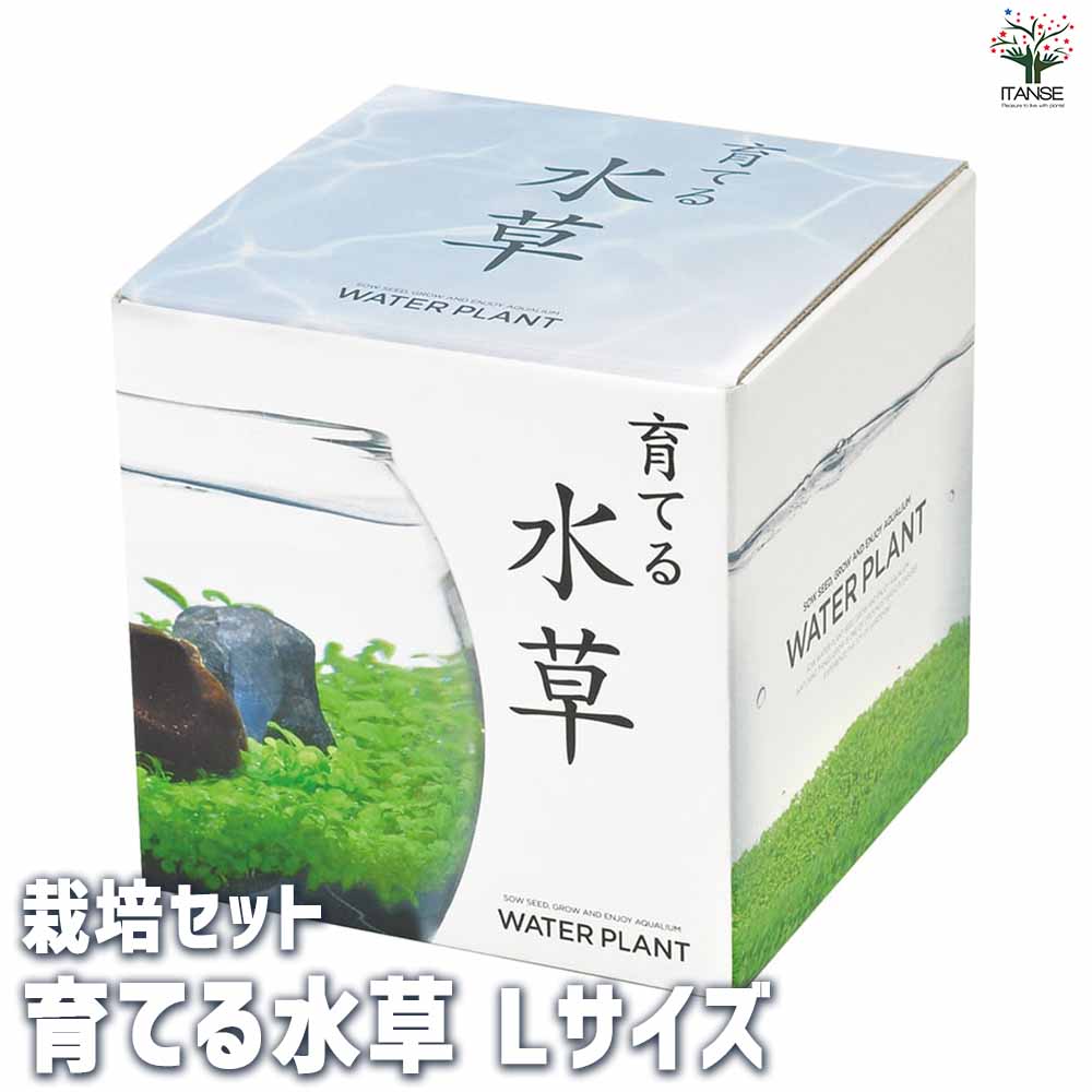 【送料無料】栽培セット 育てる水草 Lサイズ 1個売り 簡単キット 栽培キット お手軽ガーデニング 送料無料 即納