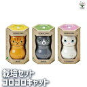 【送料無料】栽培セット コロコロキャット かわいい猫デザインの栽培キット 簡単キット 栽培キット お手軽ガーデニング 送料無料 即納